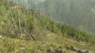 Video: Grundlagen der Störungsökologie nach einem Waldbrand (Teil 1)