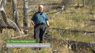 Video: Dynamik der Wiederbewaldung nach einem Waldbrand in Leuk (Teil 3)