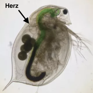 Webseite: Digitale Datenerfassung und Datenverarbeitung im Biologieunterricht am Beispiel eines Experiments mit dem Wasserfloh Daphnia magna