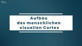 Video: Bildklassifikation und Bildsegmentierung | 05 | Aufbau des menschlichen visuellen Cortex (MP4)