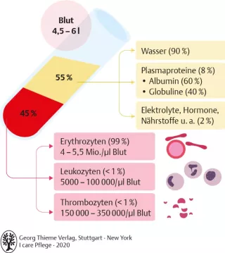 Bild: I care Pflege | Pflege bei speziellen Erkrankungen | Bestandteile des Blutes (Grafik)