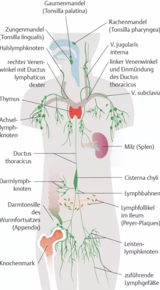 Bild: I care Krankheitslehre | Grundlagen | Organe des Immunsystems (Grafik)