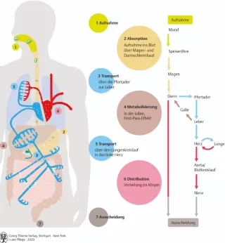 Bild: I care Krankheitslehre | Grundlagen | Der Weg des Wirkstoffs durch den Körper (Grafik)
