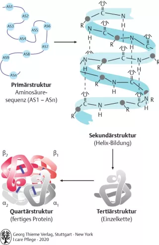 Bild: I Care Anatomie | Grundlagen | Proteinstruktur (Grafik)
