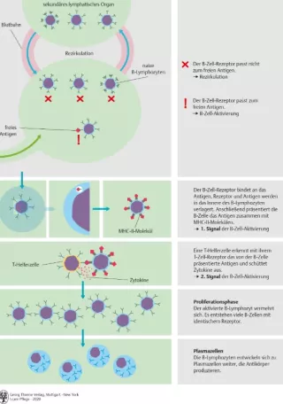 Bild: I Care Anatomie | Organsysteme | Aktivierung eines naiven B Lymphozyten (Grafik)