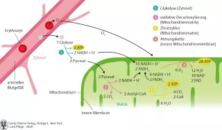 Bild: I Care Anatomie | Grundlagen | Aerobe Energiegewinnung aus Glukose (Grafik)