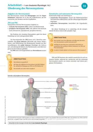 Arbeitsblatt: I Care Anatomie | Organsysteme | Einteilung Nervensystem (Arbeitsblatt)