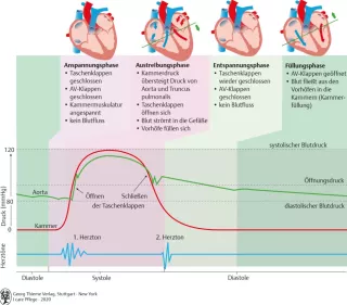 Bild: I Care Anatomie | Organsysteme | Phasen der Herztätigkeit (Grafik)
