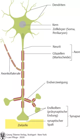 Bild: I Care Anatomie | Grundlagen | Aufbau eines Neurons (Grafik)