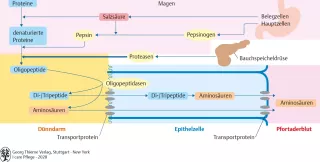 Bild: I Care Anatomie | Organsysteme | Eiweißverdauung (Grafik)