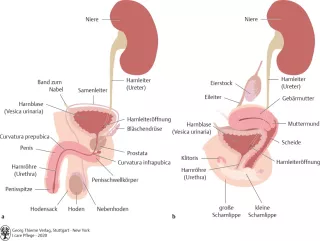 Bild: I Care Anatomie | Organsysteme | Männliche und weibliche Harnröhre (Grafik)