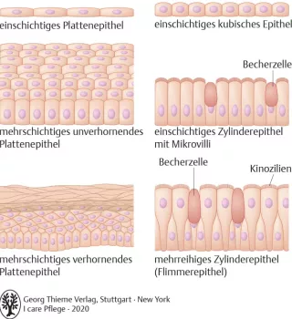 Bild: I Care Anatomie | Grundlagen | Einteilung der Oberflächenepithelien (Grafik)