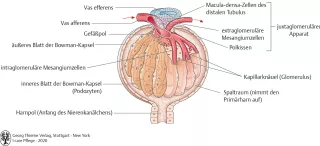 Bild: I Care Anatomie | Organsysteme | Feinbau eines Nierenkörperchens (Grafik)