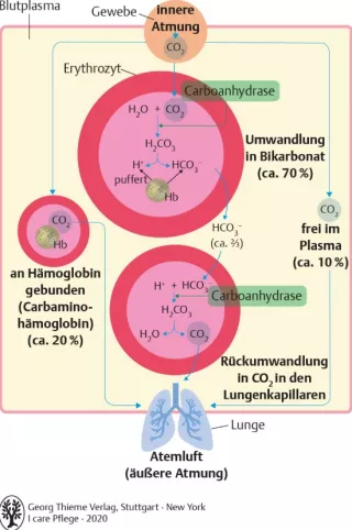 Bild: I Care Anatomie | Organsysteme | Transport von Kohlendioxid im Blut (Grafik)