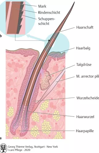 Bild: I Care Anatomie | Organsysteme | Aufbau eines Haars (Grafik)