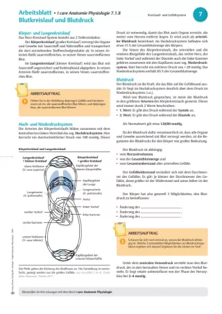 Arbeitsblatt: I Care Anatomie | Organsysteme | Blutkreislauf und Blutdruck (Arbeitsblatt)