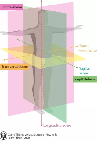 Bild: I Care Anatomie | Grundlagen | Körperebenen und Körperachsen (Grafik)