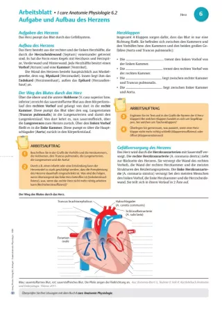 Arbeitsblatt: I Care Anatomie | Organsysteme | Herz Aufbau (Arbeitsblatt)