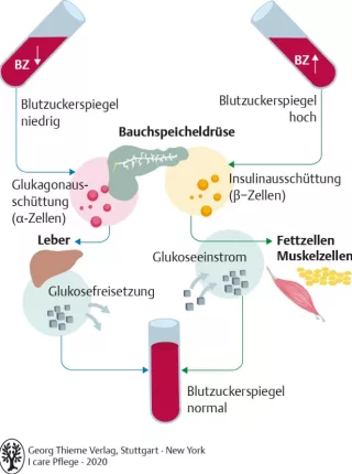Bild: I Care Anatomie | Organsysteme | Wirkung von Insulin und Glukagon (Grafik)