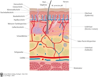 Bild: I Care Anatomie | Organsysteme | Aufbau der Haut (Grafik)