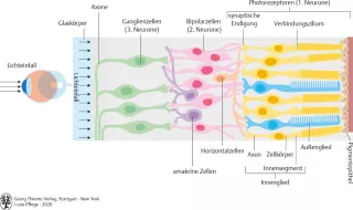Bild: I Care Anatomie | Organsysteme | Aufbau der Retina (Grafik)