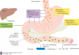 Bild: I Care Anatomie | Organsysteme | Fettverdauung (Grafik)