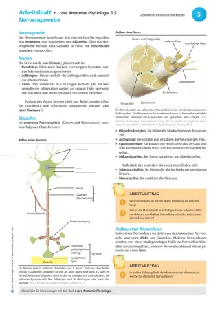 Arbeitsblatt: I Care Anatomie | Grundlagen | Nervengewebe (Arbeitsblatt)