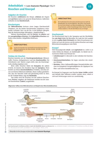 Arbeitsblatt: I Care Anatomie | Organsysteme | Knochen (Arbeitsblatt)