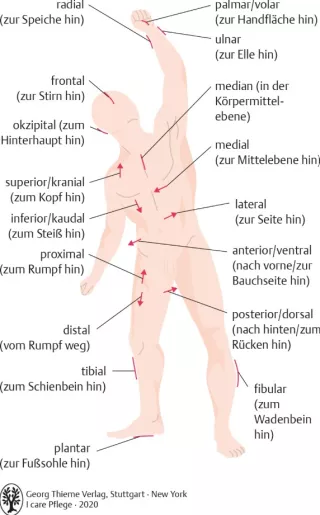 Bild: I Care Anatomie | Grundlagen | Lage und Richtungsbezeichnungen (Grafik)