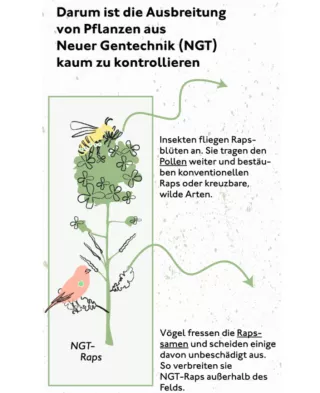 Simulation: Darum ist die Ausbreitung von Pflanzen aus Neuer Gentechnik kaum zu kontrollieren