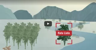 Video: Was passiert, wenn Gentechnik-Pappeln in die Umwelt gelangen?