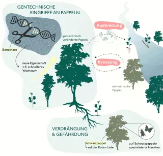 Video: Grafik: Gentechnisch veränderte Bäume – das Beispiel Pappel