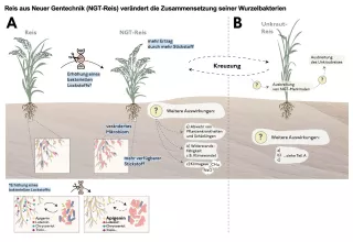 Bild: Reis aus Neuer Gentechnik (NGT-Reis) verändert die Zusammensetzung seiner Wurzelbakterien