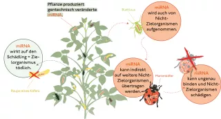 Bild: Auswirkungen einer gentechnisch veränderten RNAi-Pflanze auf Nicht-Zielorganismen