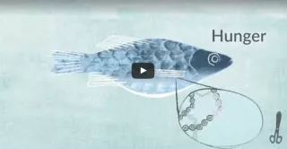 Video: Was passiert, wenn Gentechnik Fische in die Umwelt gelangen?