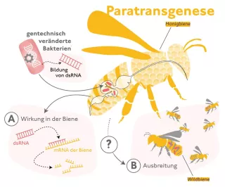 Bild: Gentechnisch veränderte Darmbakterien – Paratransgenese in der Biene