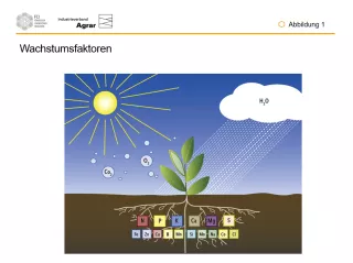 Bild: Pflanzenernährung: Ernährung - Wachstum - Ernte: Abbildungen (ppt)