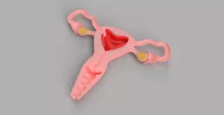 Entdeckendes: Innere weibliche Geschlechtsorgane (zip-Datei)