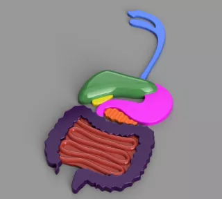 Entdeckendes: Verdauungssystem (3mf-Datei)