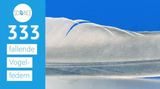 Video: Freier Fall - Vogelfeder