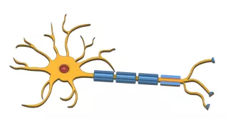 Entdeckendes: Neuron — Nervenzelle (stl-Datei)