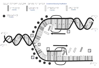 Entdeckendes: DNA-Replikation (zip-Datei)