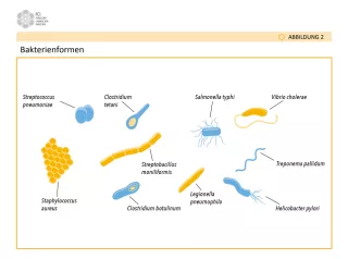 Bild: Antibiotika: Der Wettlauf mit den Keimen - Abbildungen