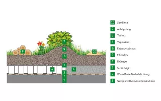 Webseite: Dachbegrünung