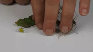 Entdeckendes: Schlafende Gänseblümchen | Experiment