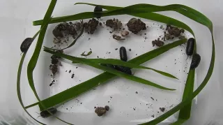 Entdeckendes: Sow Bugs | Experiment