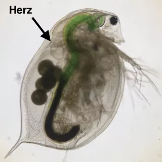 Entdeckendes: Wirkung von Pflanzenschutzmitteln auf den Wasserfloh Daphnia magna