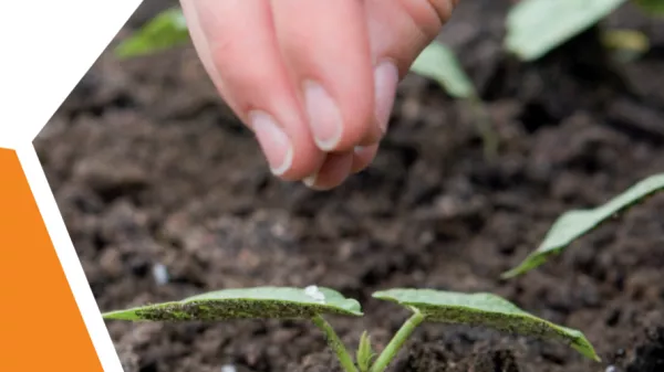 Arbeitsblatt: Pflanzenernährung: Ernährung - Wachstum - Ernte: Arbeitsblätter