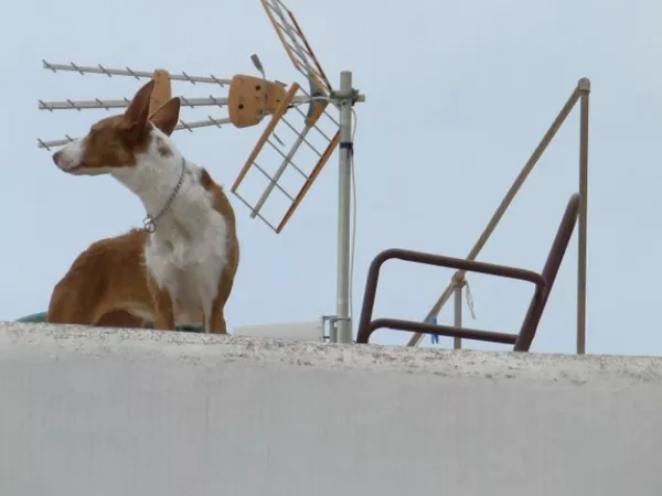 Arbeitsblatt: Kompetenzrahmen und ein erweitertes Verständnis von digitalisierter Pädagogik und einer Pädagogik des Digitalen