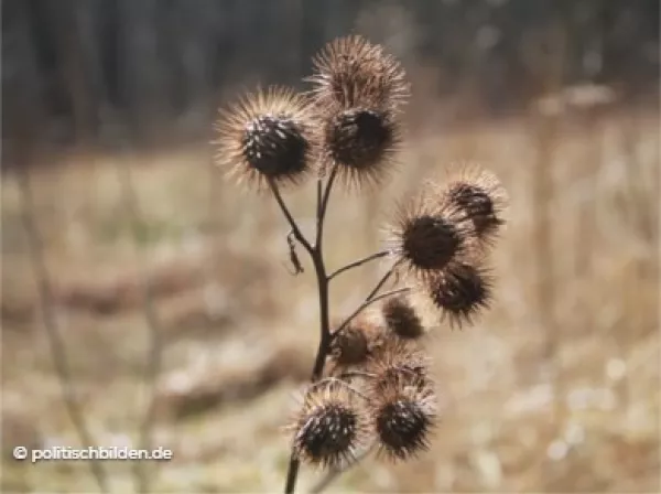 Arbeitsblatt: Im Zweifel? Gegen die Demokratie